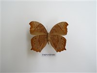 藏品(森林暮眼蝶)的圖片